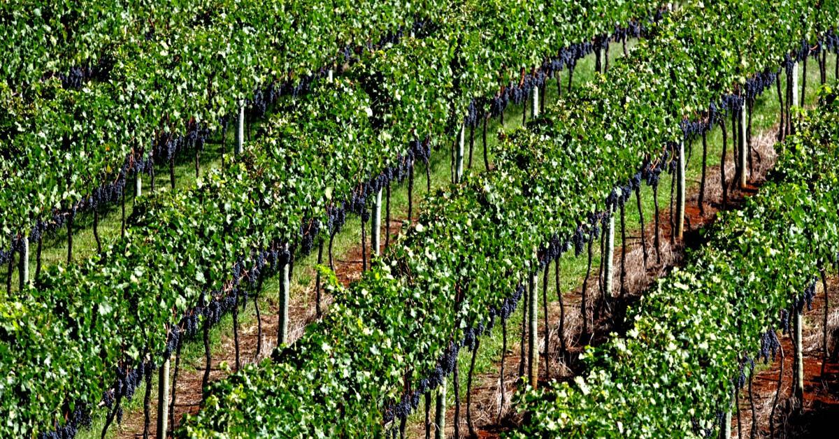 Caminhos de Pedra: A Jornada pela Imigração Italiana na Serra Gaúcha